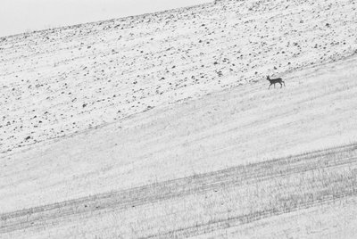 Fine Art Print of Roe in snow by Arthur-Coriolan Wilmotte