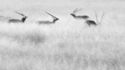 Fine Art Print of Emerging blackbuck by Nilanjan Das