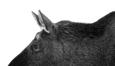 Fine Art Print of Texture of an elk by Tom Schandy