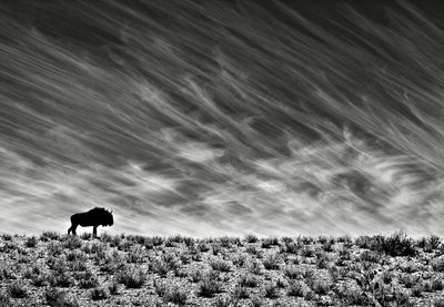 Fine Art Print of Desert survivor by Morkel Erasmus