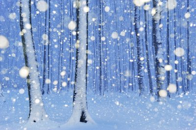Fine Art Print of The magical forest by Sandra Bartocha