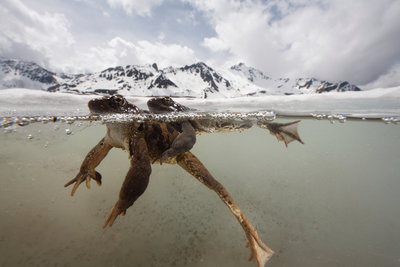 Cold embrace by Cyril Ruoso - print
