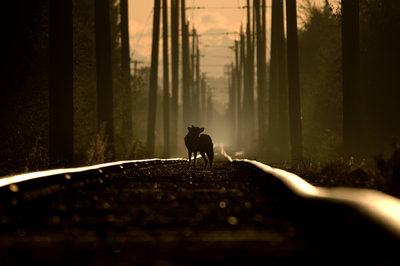 On the tracks of a coyote by Martin Cooper - print