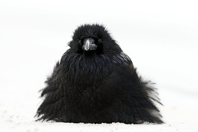 Fluff-up by John E. Marriott - print