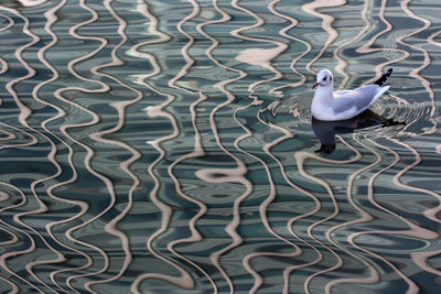 City gull by Eve Tucker - print