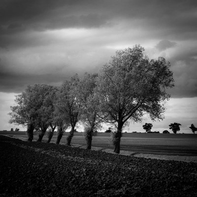 Walsham Le Willows, Suffolk, 2009 by Paul Cooklin - print
