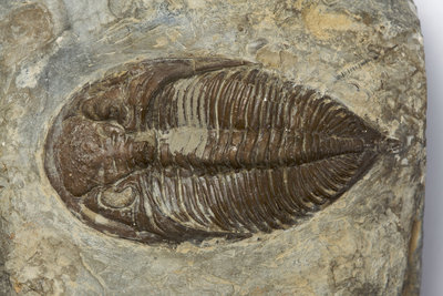 A Dalmanites Myops trilobite fossil, Silurian Period. by Unknown - print