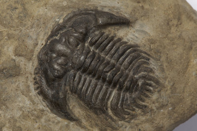 A Leonaspis coronata trilobite fossil, Silurian Period. by Unknown - print