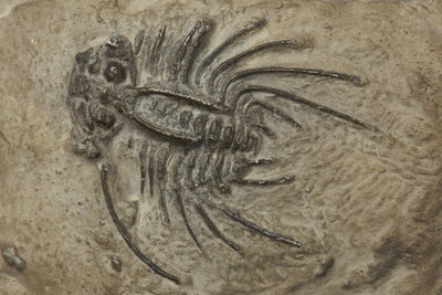 A Dicranus barbarus trilobite fossil, Silurian Period. by Unknown - print