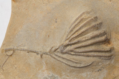 A Clematocrinus retiarius crinoid fossil, Silurian Period. by Unknown - print