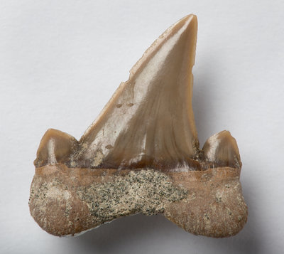 A Cretolamna appendiculata fish tooth, Cretaceous Period. by Unknown - print