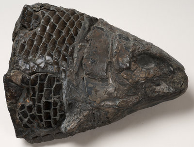 Fossilised fish by Unknown - print