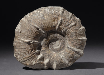 Fossilised ammonite by Unknown - print
