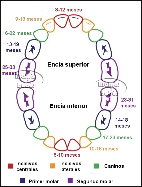 esquema_dental Dientes: esquema dental en bebés