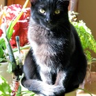 Sunny