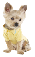 Ralph-lauren