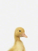 Duckling-close-up-sharon-montrose