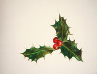 Holly
