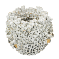 Ceramic-barnacle-williams-sonoma-home
