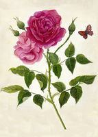 Louise-odier-rose-etsy