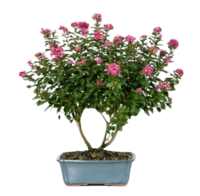 Bonsai