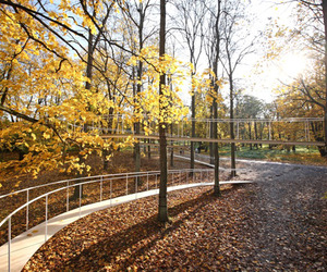 A-path-in-the-forest-2-m