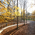 A-path-in-the-forest-2-s