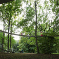 A-path-in-the-forest-s
