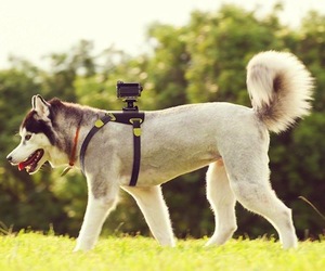 Action-cam-dog-mount-m