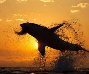 Air Shark 
