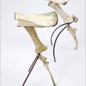 Ama-darko-williamss-prehistoric-cow-bone-stool-2-s