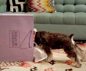 Bergdorf-goodmans-unleashed-holiday-greeting-m