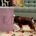 Bergdorf-goodmans-unleashed-holiday-greeting-s