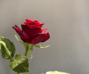 Best-valentines-florists-m