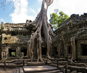 Cambodian-temple-of-ta-prohm-m