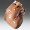 Chocolate-hearts-s