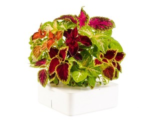 Click-and-grow-electronic-flowerpots-2-m