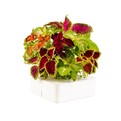 Click-and-grow-electronic-flowerpots-2-s