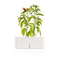 Click-and-grow-electronic-flowerpots-s