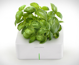 Click-grow-m