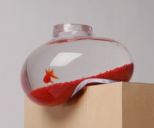 Distorted-aquarium-by-psalt-design-m