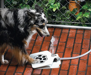 Doggie-fountain-m