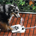 Doggie-fountain-s