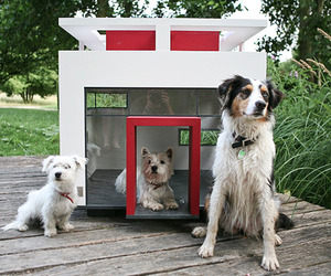 Doggy-architecture-m