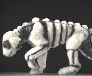 Dogs-gods-by-tim-flach-m