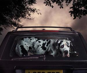 Dogs-in-cars-martin-usborne-m
