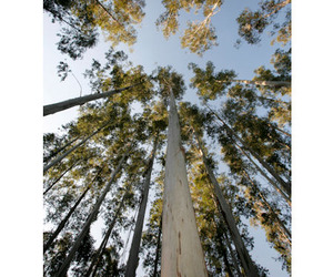 Ecological-eucalyptus-flooring-product-m