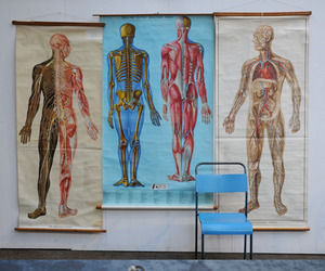 elemental | Anatomical Posters