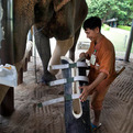 Elephant-in-thailand-gets-new-prosthetic-leg-s