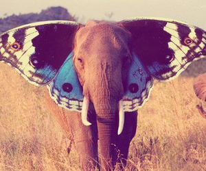 Elephants-make-pretty-butterflies-m